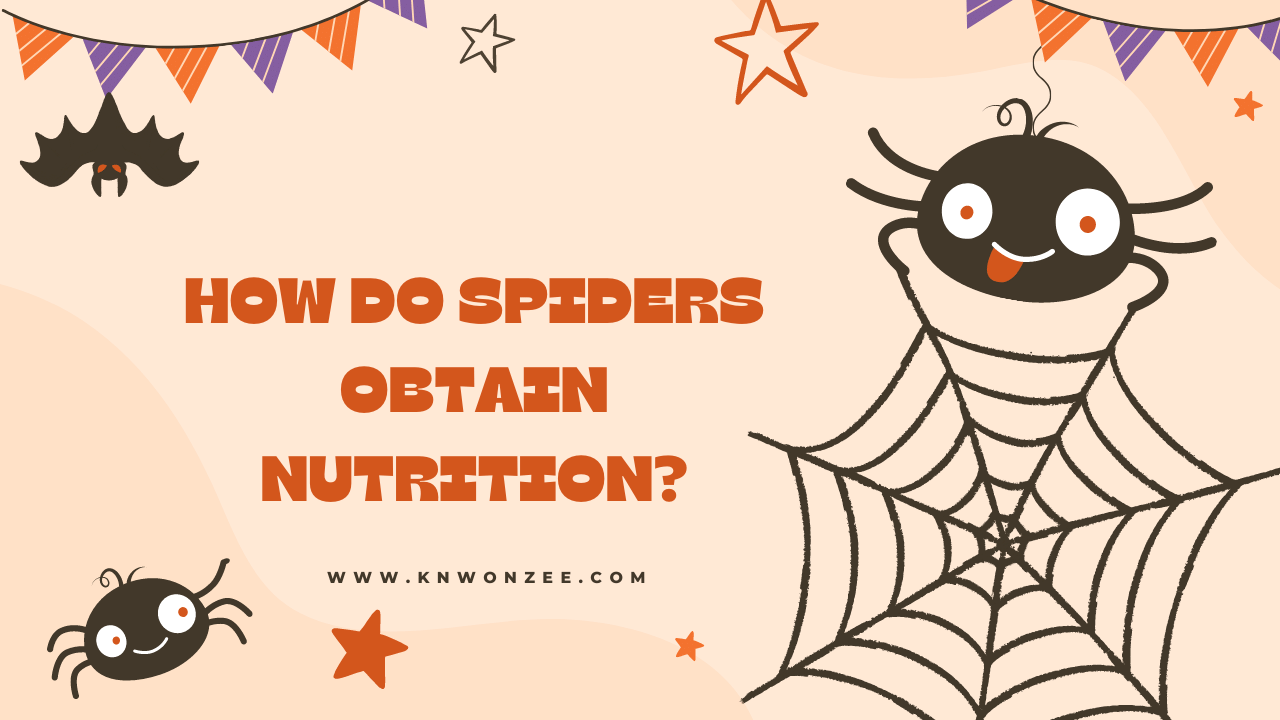 How do Spiders Obtain Nutrition