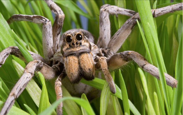 Spider Diet A Fascinating Diversity