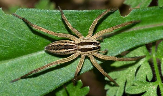 Spider Hunting Techniques Masters of the Art