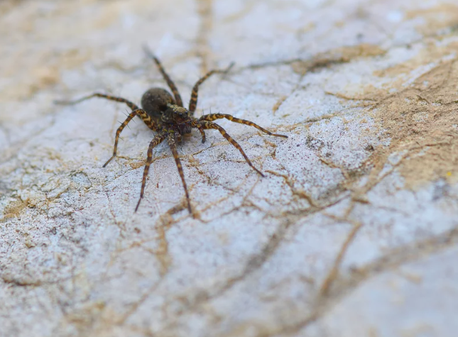 The Challenges: What Happens If a Spider Cannot Find Enough Food?