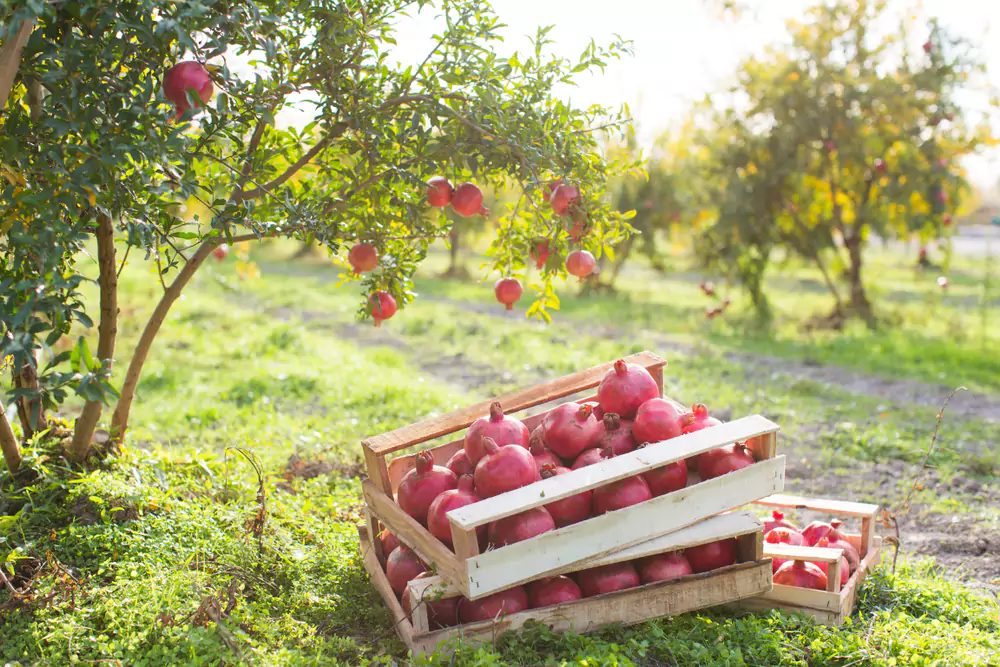 What Does Pomegranate Taste Like
